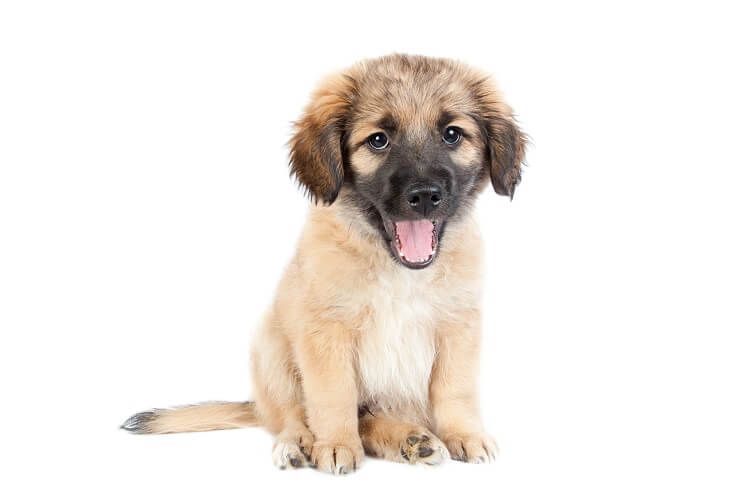 Golden Shepherd Rasinfo: 4 redenen om deze hond te bezitten