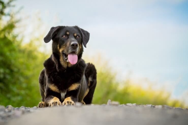 Jogo Dos Cachorrinhos Da Comida Dois E Do Híbrido De Rottweiler