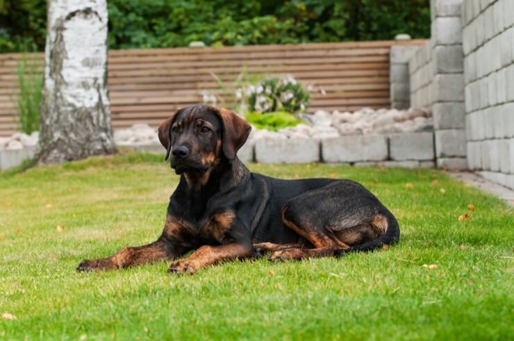 Jogo Dos Cachorrinhos Da Comida Dois E Do Híbrido De Rottweiler