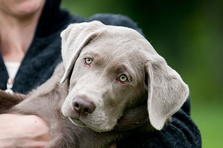 Silver Lab: qué saber sobre este impresionante perro perdiguero