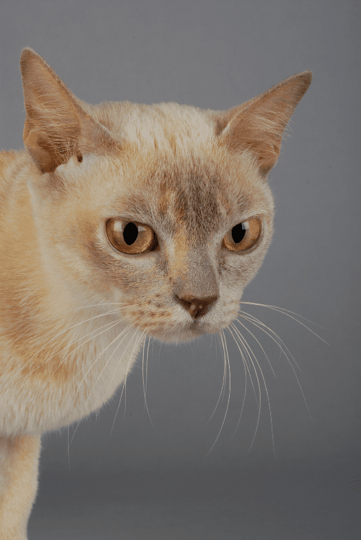 birmaans-kattenras