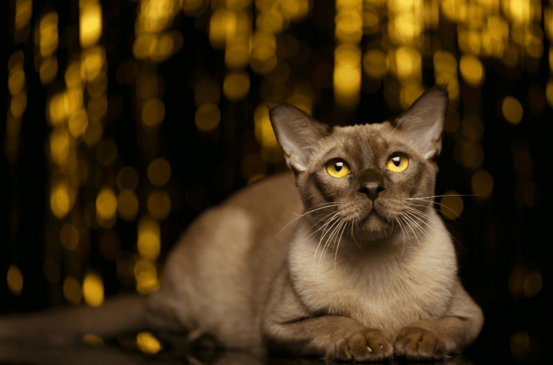 Birmaanse katten