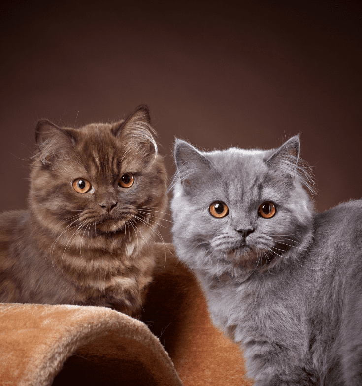   Britisch-Langhaar-Katzen