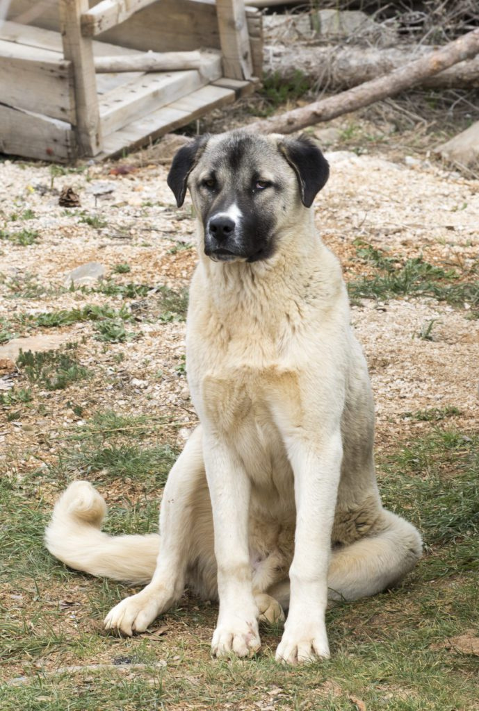   Anatolsk hyrdehund