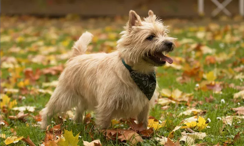 Cairn Terrier