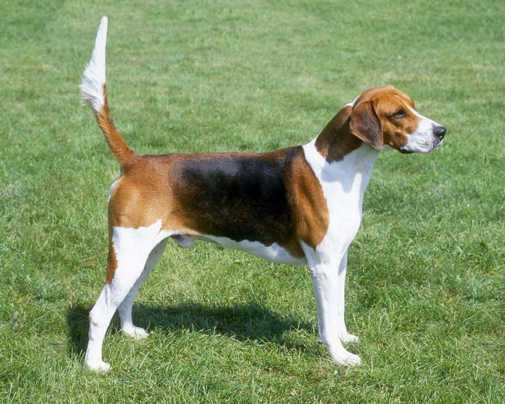 Engelsk Foxhound – Racefakta og information
