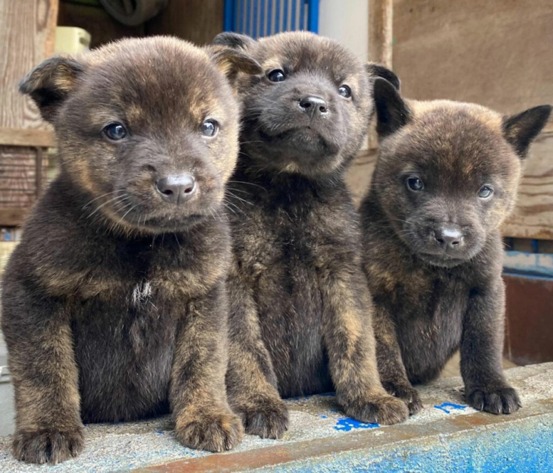   kai-ken-valper