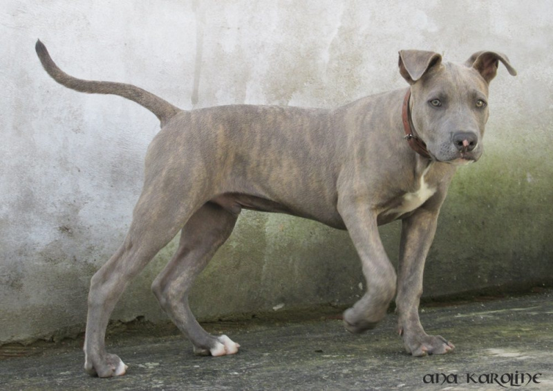   Blue Nose Pitbulls