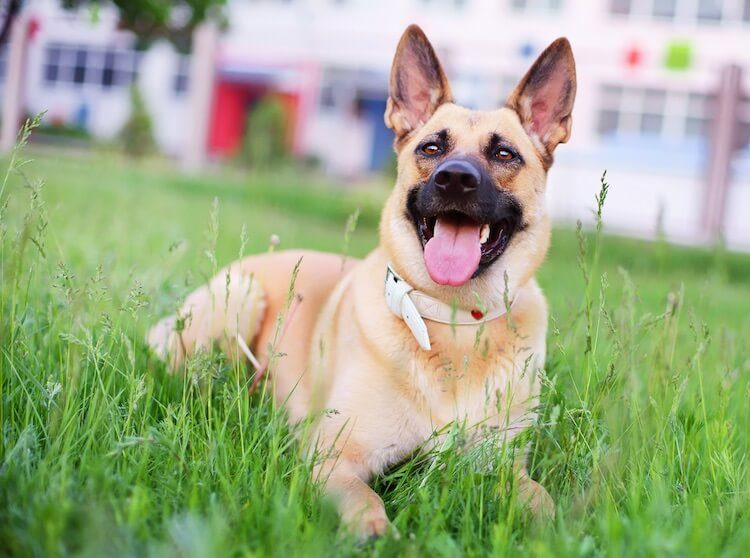   Altın Çoban Köpeği