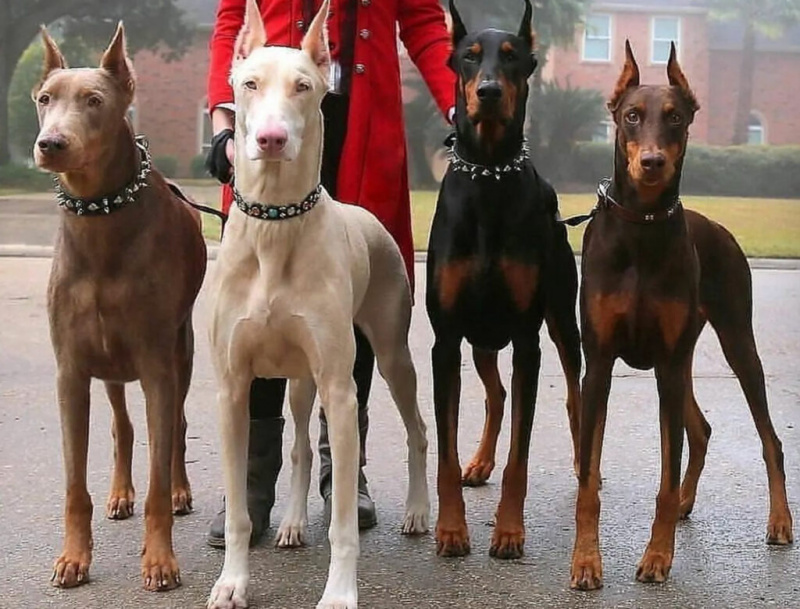   doberman-pakke-på-fire-4784754