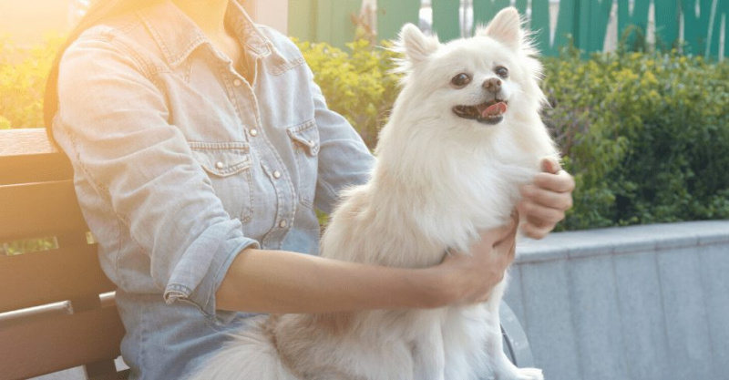 Japanischer Spitz – die verspielte und elegante Rasse