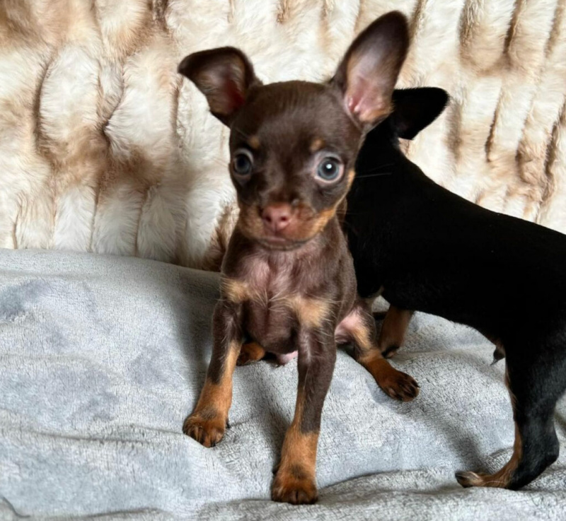   russkiy-toy-dog-puppies-6793621