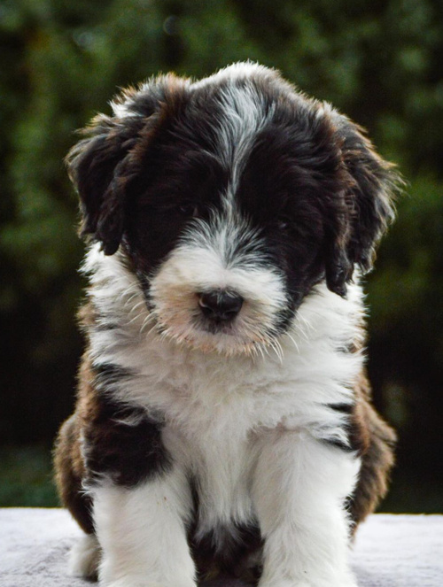   Bearded-Collie-Welpen-6363812