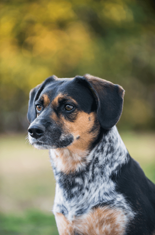   ブルーティックビーグル犬