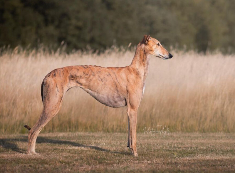   galgo-espanol-yan-profil-3387270
