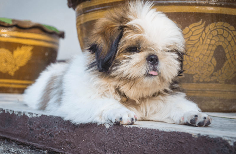   catelus Shih Tzu