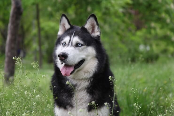 ¿Cuánto cuestan los perros esquimales siberianos?