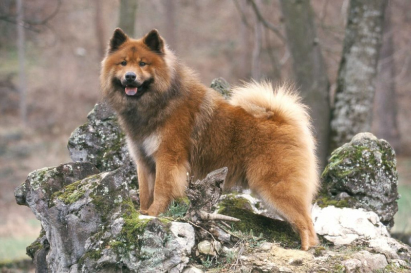   eurasier-1536x1023-8698114