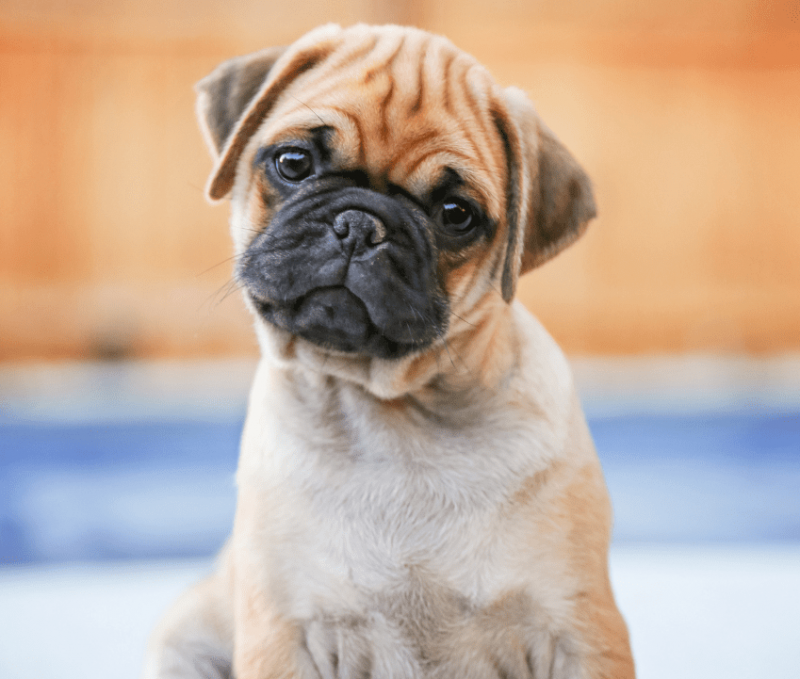   poxer-dog-2114626