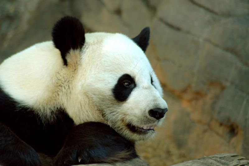   Panda gigante