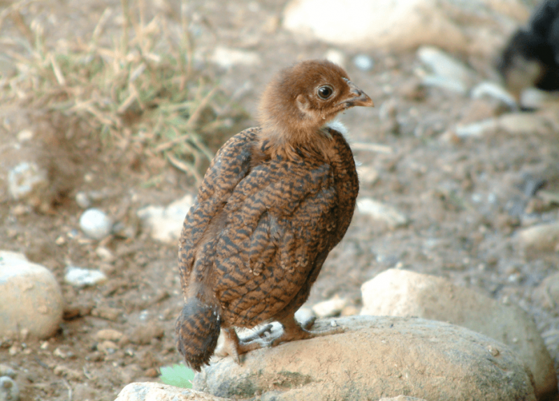   baby-tacchino-2041438