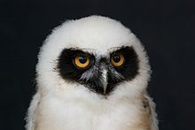   baby_spectacled_owl-8130162