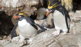 मैकरोनी पेंगुइन