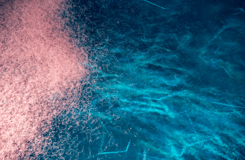   Krill-Schwarm