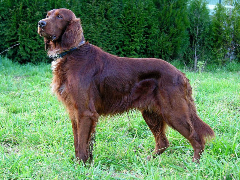   Setter irlandais brun doré debout dans l'herbe
