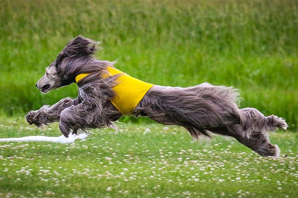   afghan-hound-course