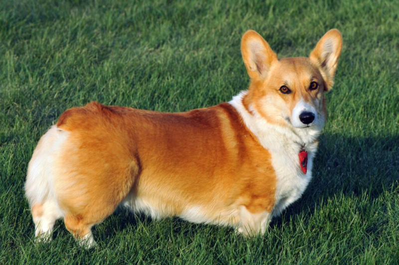   pembroke-welsh-corgi-7355050
