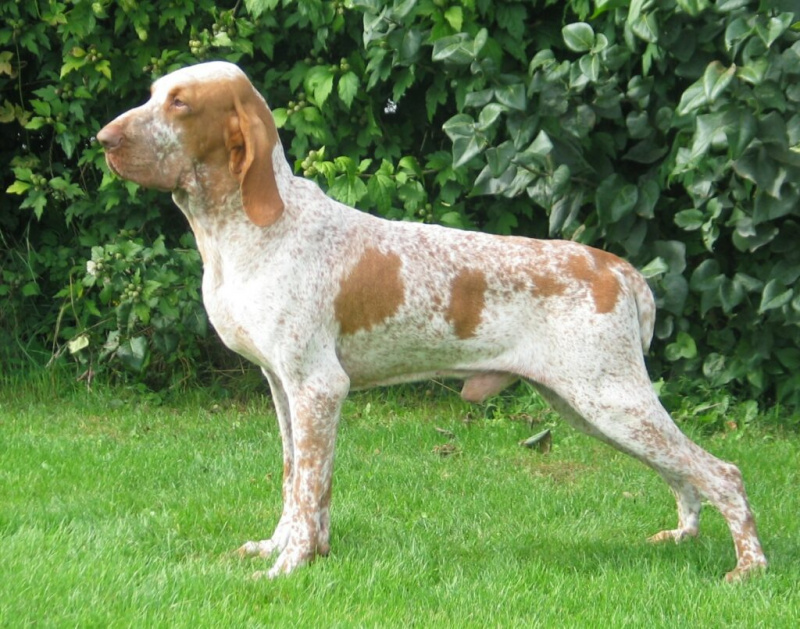   bracco-italien-7255476