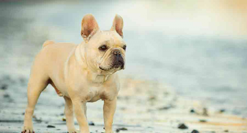   creme-bouledogue-francais-hp-long-2197791