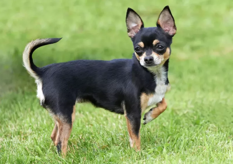   chien-chihuahua-grandes-oreilles-7595415