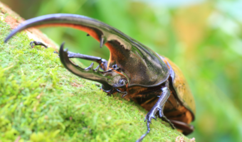 Gândacul Hercules – Titanii Regatului Insectelor