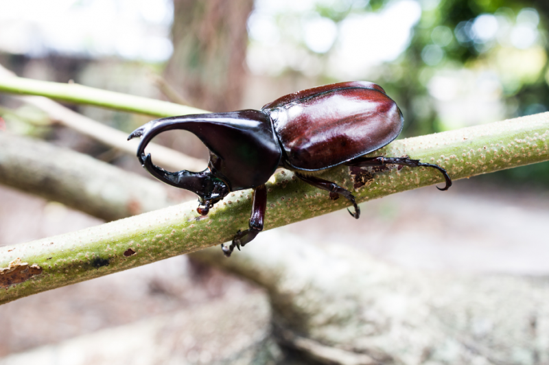   hercules-beetle-9373408