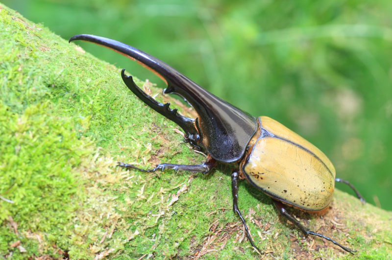   ang-hercules-beetle-6792155