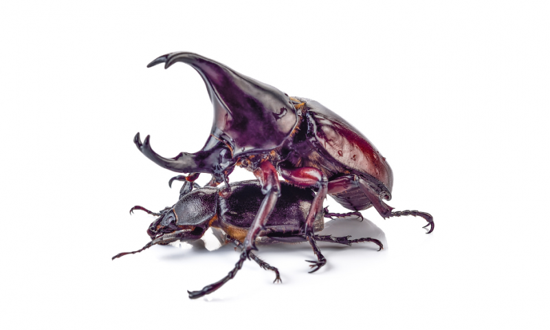   hercules-beetles-7294017