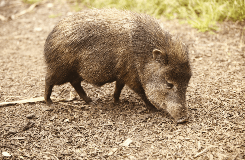   Peccary (Javelina)