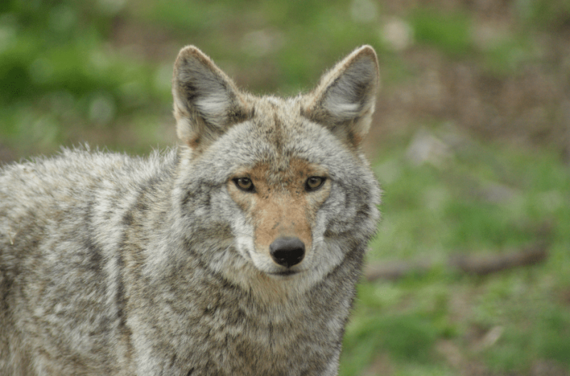   coyote-2-8049692