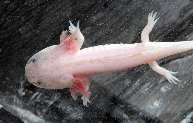   juvenile-axolotl-6599914