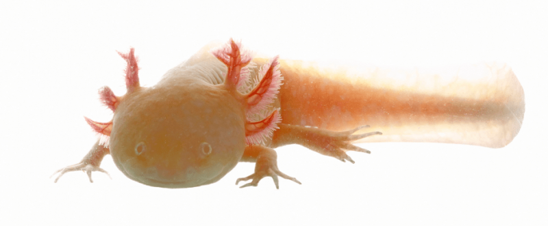   sanggol-axolotl-larvae