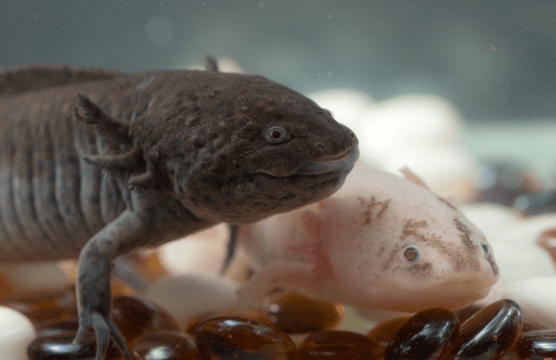   axolotls