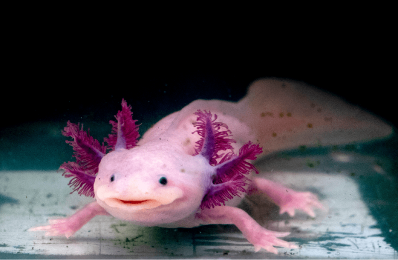   axolotl-facts