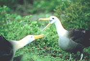   Paarungsritual für gewinkte Albatrosse