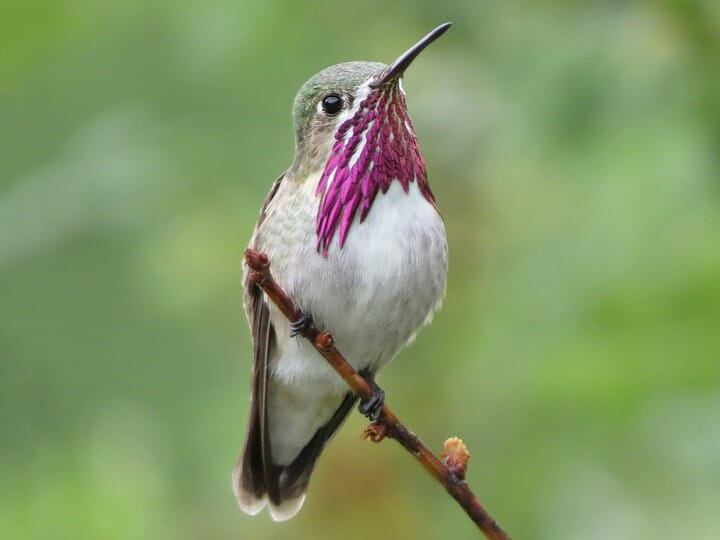   calliope-male-8510305