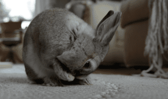   Com netejar un conill