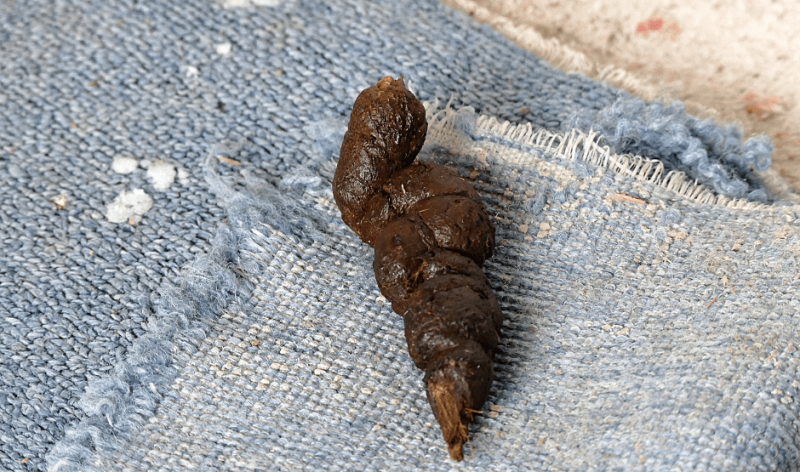   skunk-poops
