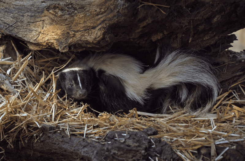   kde-to-skunky-hovienka