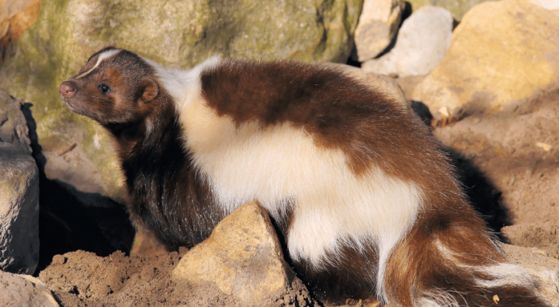   skunk hľadajúci potravu